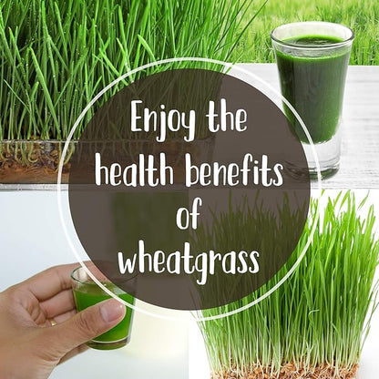 Organic Wheatgrass Growing Starter Kit - Grow & Juice Wheat Grass - Includes Non-GMO, Organic Wheatgrass Seeds - for Healthy Wheatgrass Shots, Home, Garden, and Cat Grass