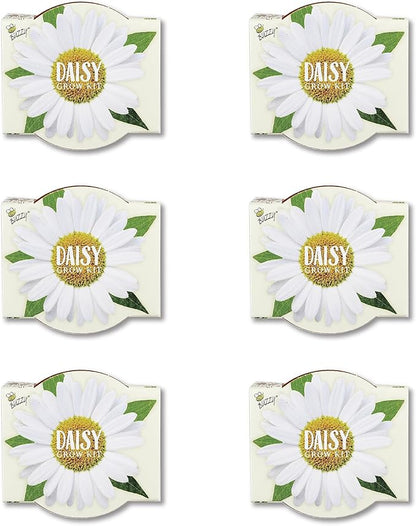 BUZZY Seeds Daisy Daydream Collection Mini Terracotta Grow Pots 6-Pack, All-in-One Starter Kit with Seed Packs and Growing Medium, Wedding Favors, Gardening Gifts, Garden Parties