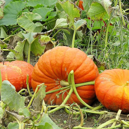Eden Brothers Pumpkin Seeds - Cinderella Non-GMO Seeds for Planting, Packet | High-Yielding, Fast Growing Vegetable Seeds, Plant During Warm Season, Zones 3, 4, 5, 6, 7, 8, 9, 10