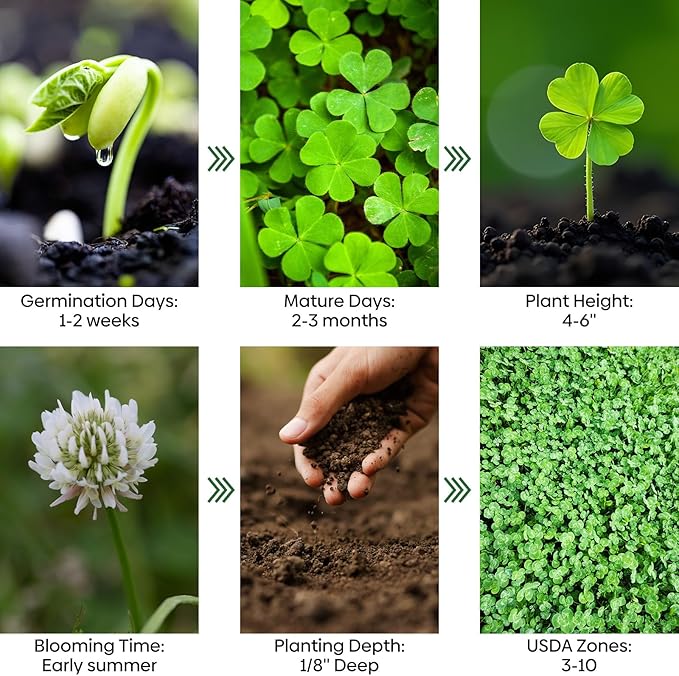 Mini White Clover Seeds 1LB, 4-6 inch Tall Perennial Dwarf Dutch Clover Trifolium Repens, Low-Maintenance, Ground Cover Small Green Leaf, Nitro Coated and Inoculated, USDA Zones 3-10