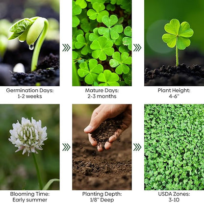 Mini White Clover Seeds 1LB, 4-6 inch Tall Perennial Dwarf Dutch Clover Trifolium Repens, Low-Maintenance, Ground Cover Small Green Leaf, Nitro Coated and Inoculated, USDA Zones 3-10