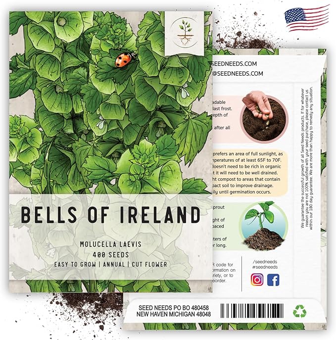 Seed Needs, Bells of Ireland Seeds - 400 Heirloom Seeds for Planting Molucella laevis - Green Bell Shaped Flowers, Perfect as a Cut Flower, Attracts Pollinators (2 Packs)