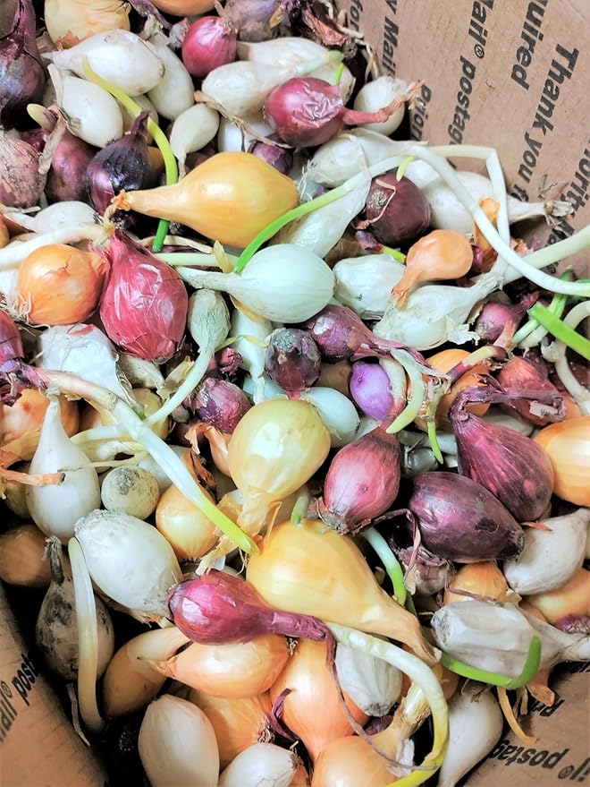 TomorrowSeeds - 3 Colors Mix Onion Sets (Bulbs) - 1 Pound (~100 Sets) - Fresh Crop, Stored Cold, for 2026 Planting Yellow, Red, White, Excellent Storage Noon Intermediate Intermediate Day