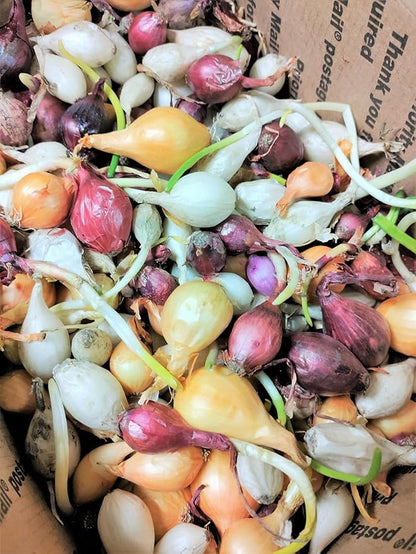TomorrowSeeds - 3 Colors Mix Onion Sets (Bulbs) Seeds - 25+ Count - for 2026 Planting Yellow, Red, White Gardening Excellent Storage Noon Intermediate Intermediate Day Neutral Onions Grow Your Own