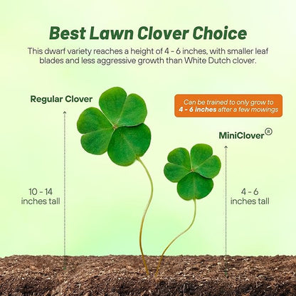 Outsidepride Perennial White MiniClover Seed - 1/4 lb. Dwarf, Small-Leaved, Drought & Wear-Tolerant Micro Clover Seeds for Lawn, Ideal Low-Maintenance & Easy to Grow Ground Cover Seeds for Home Yard