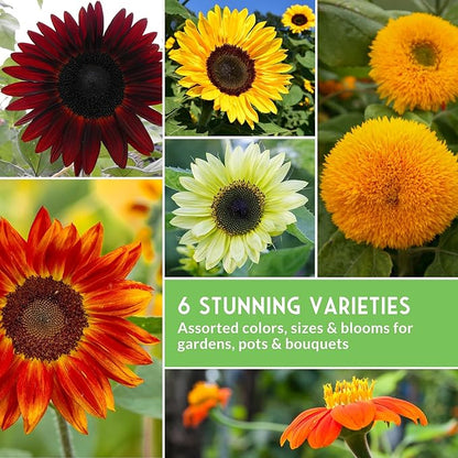 Sunflower Seeds Collection for Planting | 6 Variety Pack – Autumn Beauty, Black Russian, Chocolate Cherry, Sungold, Lemon Queen & Mexican Sunflower – Heirloom Non-GMO – Survival Garden Seeds