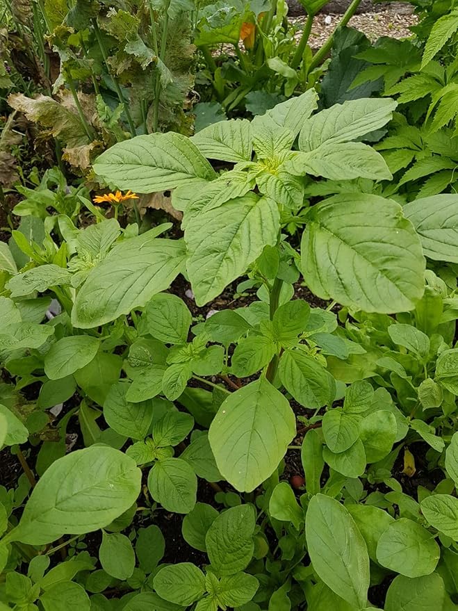 2500 Callaloo Amaranth Spinach Green Seeds for Planting