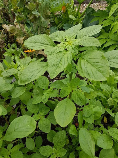 2500 Callaloo Amaranth Spinach Green Seeds for Planting