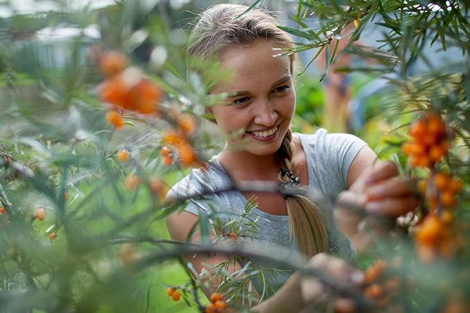 Sea Buckthorn 100 Seeds (Hippophae rhamnoides) Heirloom - Open Pollinated