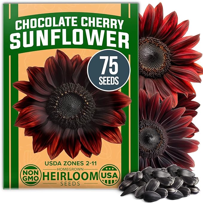 HOME GROWN Chocolate Cherry Sunflower Seeds 75 Heirloom Seeds for Planting Burgundy Sunflowers Tall Flower for Garden, Pollinators, Butterflies (Helianthus annuus)