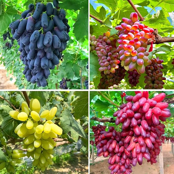 Dwarf Finger Grapes Seeds for Planting Outdoor, 200pcs Sweet Orangic Grape Tree Fruit Seeds Non-GMO Heirloom Plants, Delicious Juicy Plants in Your Home Garden