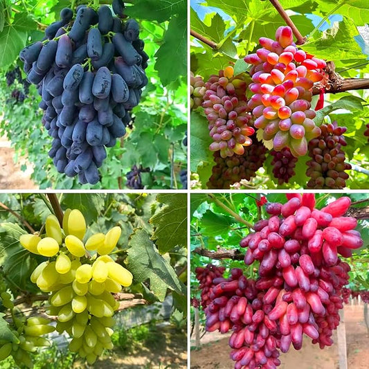 Dwarf Finger Grapes Seeds for Planting Outdoor, 200pcs Sweet Orangic Grape Tree Fruit Seeds Non-GMO Heirloom Plants, Delicious Juicy Plants in Your Home Garden