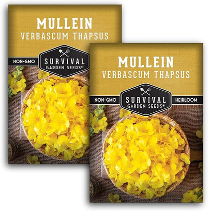 Mullein Seeds for Planting - Verbascum Thapsus Medicinal Biennial Herb with Tall Yellow Flowers - Heirloom Non-GMO Open Pollinated Pollinator Friendly - Survival Garden Seeds (2 Pack)