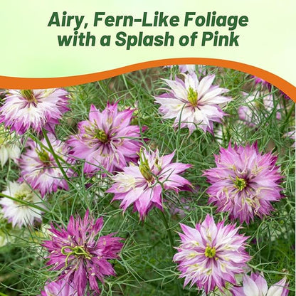 Outsidepride Jewels Rose Nigella Seeds - 1000 Pcs Annual Flower Seeds for Planting with Vibrant Blooms & Lacy, Fern-Like Foliage, Attractive Cut Flower for Small Garden Spaces & Floral Arrangements