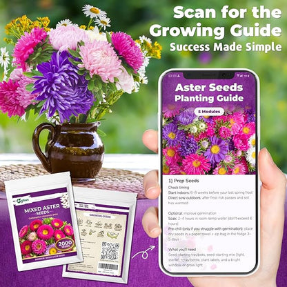 Aster Seeds Mix (5 Colors) – 2,000+ Flower Seeds for Planting, Easy-Grow Annual Blooms for Garden Beds & Pots, Cut Flower & Pollinator Garden