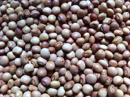 100 Pigeon Pea, Known as/Gandules/Jamaican Gungo/Congo Peas- Heirloom Seeds