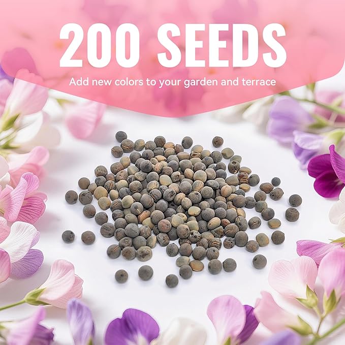 Sweet Pea Seeds 200 Seeds - Non-GMO Heirloom Seeds Brightly Colored Flowering Vines for Pergolas, Flower Beds, Balconies and Patios