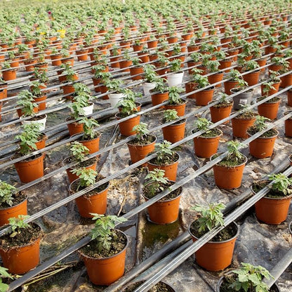 Hushee 1500 Pcs Plastic Plants Nursery Pots - Seed Starting and Seedling Planters With Drainage Holes for Indoor Outdoor Flower Transplanting