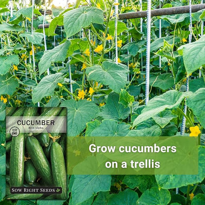 Sow Right Seeds - Beit Alpha Cucumber Seeds for Planting - Non-GMO Heirloom Packet with Instructions to Plant and Grow a Home Vegetable Garden - Start Indoors, Plant Outdoors with Trellis (2)