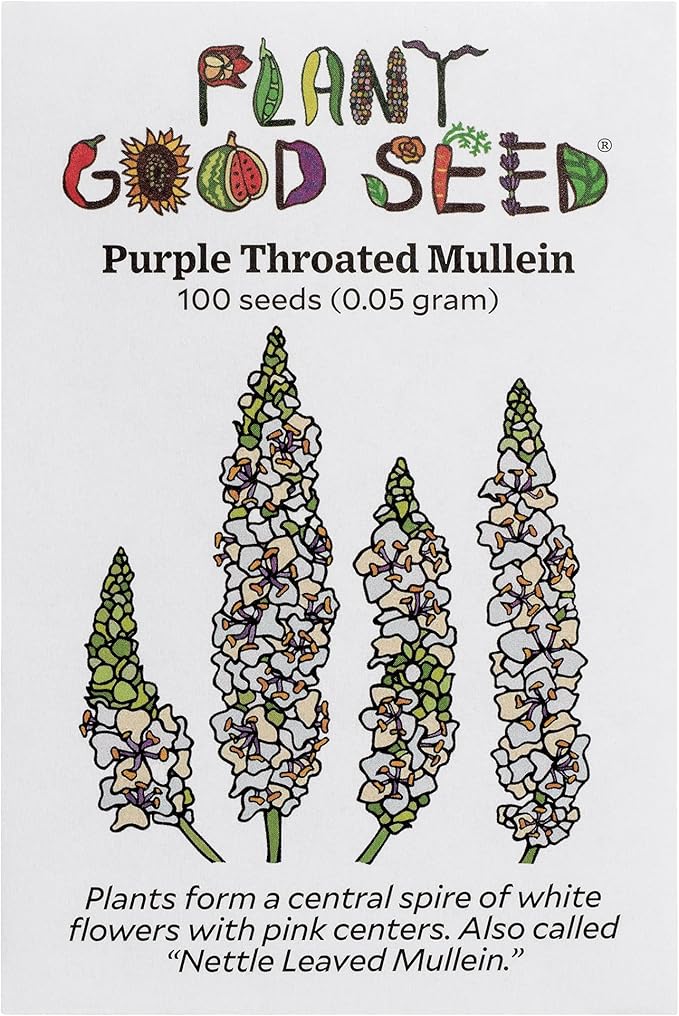 Plant Good Seed Organic Purple Throated Mullein Seeds for Planting: Medicinal Tea Herb, Pink and White Flowers - 250 Seed Packet