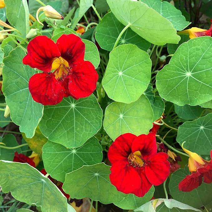 Outsidepride Double Gleam Scarlet Nasturtium Seeds - 400 pcs Annual, Dwarf, Edible, Trailing & Climbing Vine Flower Seeds for Deer Resistant Gardens, Container Plants & Hanging Baskets (AAS Winner)