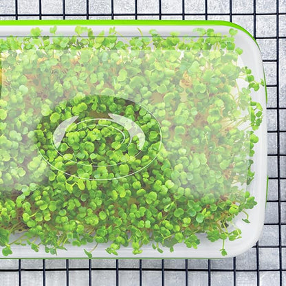 Seed Sprouter Tray with Drain Holes,Seed Germination Tray Kit BPA Free Nursery Tray,Soil-Free Big Capacity Healthy Wheatgrass Grower Sprouting Container (3 Pack with lid-Green)