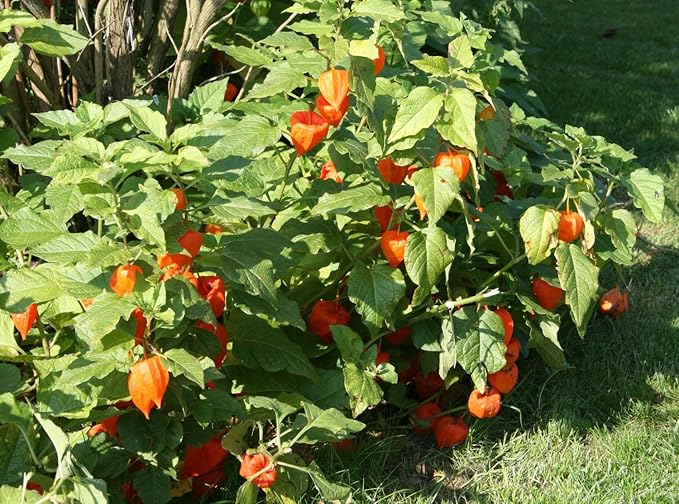 200+ Seeds Strawberry Ground Cherry - Physalis - Vegetable Orange