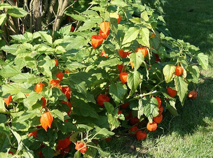 200+ Seeds Strawberry Ground Cherry - Physalis - Vegetable Orange