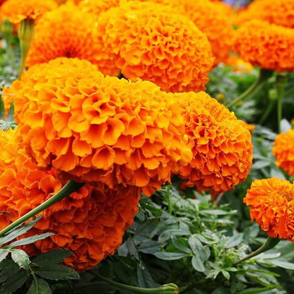 Park Seed Whopper Orange Marigold Flower Seeds – Giant 4-Inch Double Blooms, Bright Orange Color, Botrytis-Tolerant, Compact and Sturdy Plants for Beds, Borders, or Containers – Pack of 25