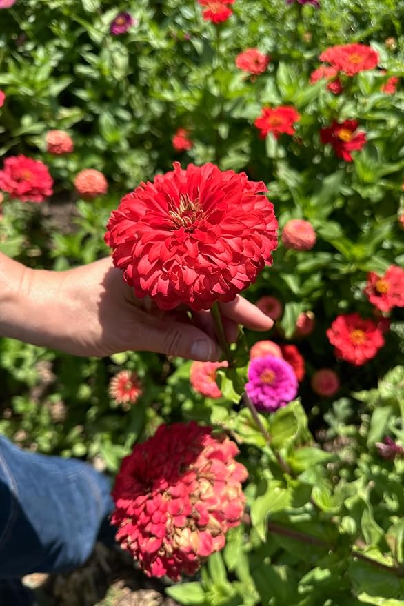 Plant Good Seed Organic Red Zinnia Seeds - Pack of 100, Heirloom Seeds for Planting Flowers - Gardening Supplies, Wildflower, Herb Garden, Flower Seeds to Plant Outside - from USA