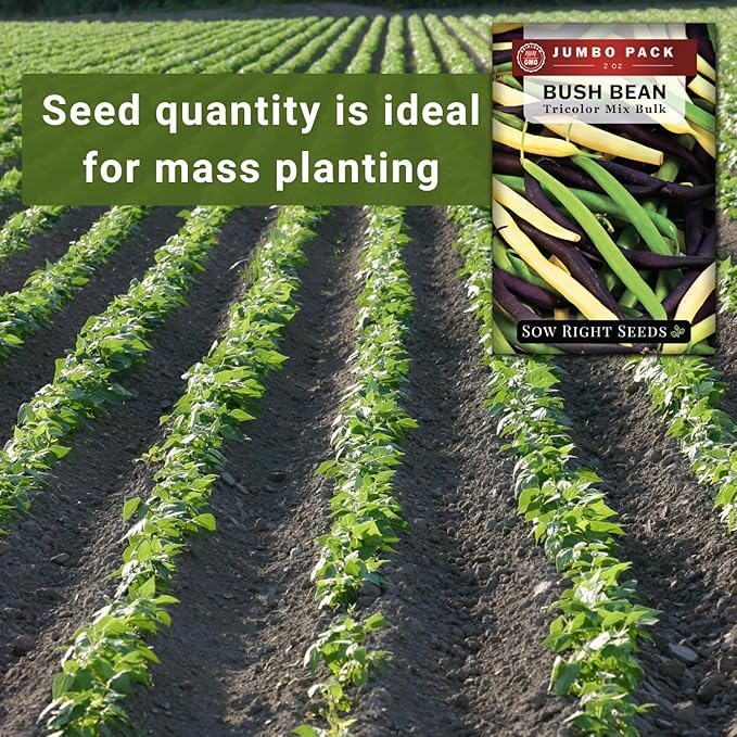 Sow Right Seeds - Bulk Mixed Tricolor Bean Seeds for Planting - 2 Ounce, 170 Seeds - Non-GMO Heirloom Jumbo Pack with Instructions to Plant a Home Vegetable Garden - Grow Loads of Colorful Beans (1)