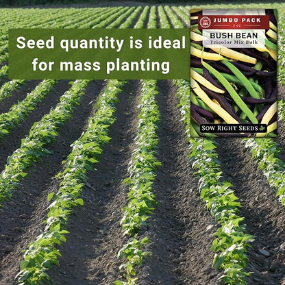 Sow Right Seeds - Bulk Mixed Tricolor Bean Seeds for Planting - 2 Ounce, 170 Seeds - Non-GMO Heirloom Jumbo Pack with Instructions to Plant a Home Vegetable Garden - Grow Loads of Colorful Beans (1)