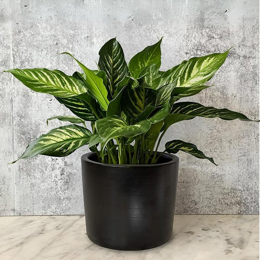 Willowy 6 Inch Black Ceramic Planter - 6 Inch Black Ceramic Pots for Plants Like Aloe, Baby Rubber, Jade, Money, and Snake - Pot with Drainage