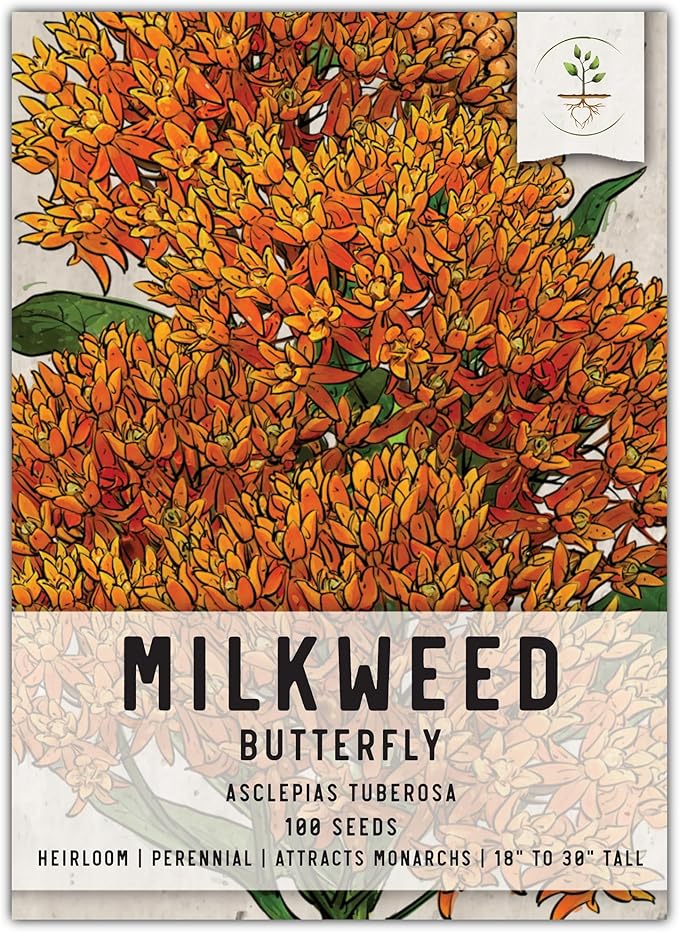 Seed Needs Orange Butterfly Milkweed Seeds for Planting - Heirloom & Untreated - Grow a Butterfly Garden to Attract Monarch Butterflies & Pollinators (1 Pack)