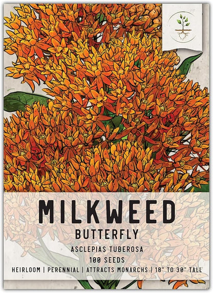 Seed Needs Orange Butterfly Milkweed Seeds for Planting - Heirloom & Untreated - Grow a Butterfly Garden to Attract Monarch Butterflies & Pollinators (1 Pack)