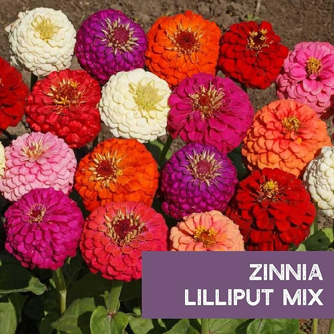 Zinnia Seeds for Outdoor Planting – ~3,000 Lilliput Semi-Dwarf Zinnia Seeds – 1–2" Dwarf Pompom-Style Blooms – Zinnia elegans Pollinator-Friendly Annual Flower Mix