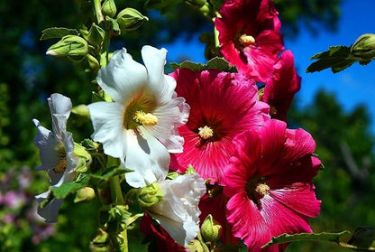 Seeds Hollyhock Seed Mix Malva 30+ Seeds for Planting Showy Perennial Flower Multicolor Mixture