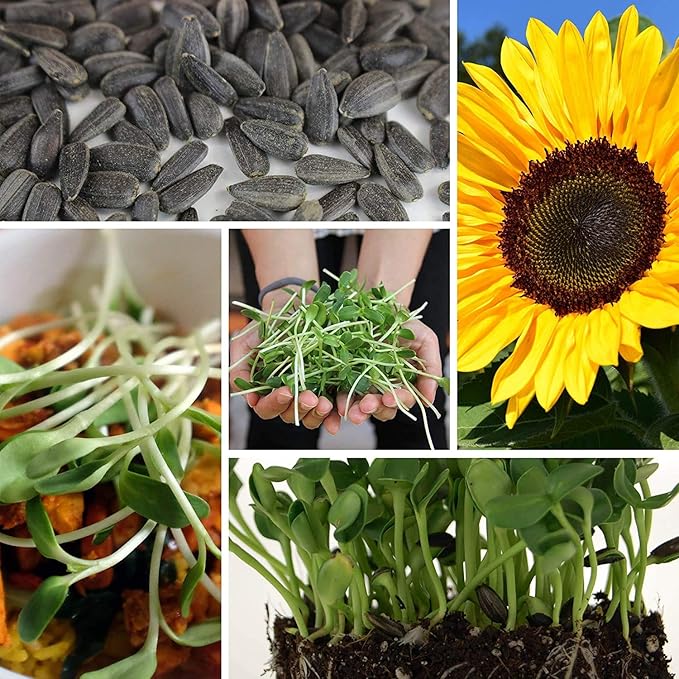 1.5 Lb Organic Non-GMO Black Oil Sunflower Microgreens and Sprouting Seeds (Shell On) - Edible Sun Flower Micro Green Seed, Organic Sprout Seeds for Sprouting, and Sprout Mix