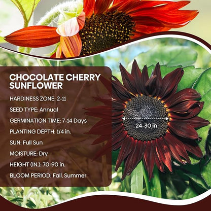 Chocolate Cherry Sunflower Seeds, 6-8 FT Giant Burgundy Black Sunflower, 80+ Helianthus Annuus Seeds, Non-GMO | Heirloom | High Germination | Attracts Pollinators