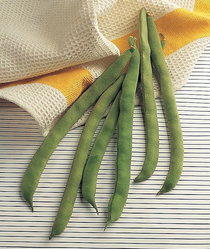 Burpee 'Kentucky Wonder' Pole Bean Seeds, 2 ounces of Non-GMO Seed, Heirloom