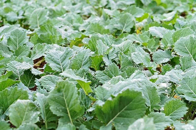 Hale Habitat & Seed Rapeseed Food Plot Seed, 5 lbs