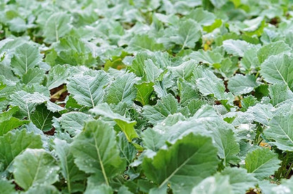 Hale Habitat & Seed Rapeseed Food Plot Seed, 5 lbs