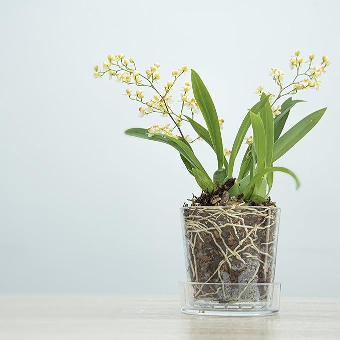 Phoenix Vine 3.5 Inch Clear Acrylic Planter Pot with Tray, Orchid Pot with Drainage Holes, Deep Saucer for Bottom Watering, Transparent Containers for Indoor Plants, Herbs, Set of 1, 91-A-D-1