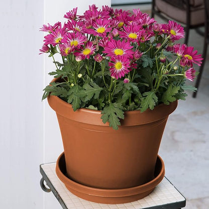 Bloem Terratray 1.7 in. H x 5.3 in. Dia. Resin Traditional Terracotta Clay Tray
