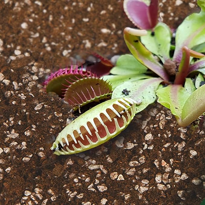 Carnivorous Plant Soil Mix 1qt, Pure Peat Moss and Perlite Mixture for Venus, Pitcher, Butterwort, Nepenthes, Sundew