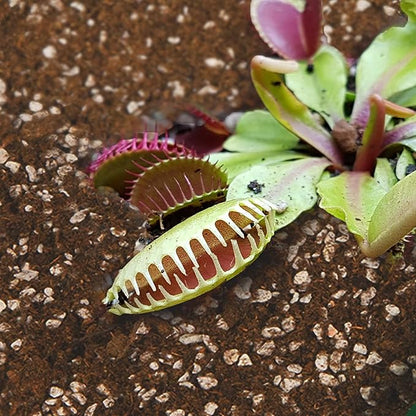 Carnivorous Plant Soil Mix 10qt, Pure Peat Moss and Perlite Mixture for Venus, Pitcher, Butterwort, Nepenthes, Sundew