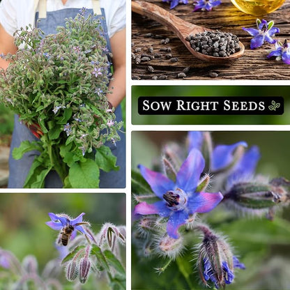 Sow Right Seeds - Bulk Borage Seeds for Planting - 1 Ounce, 1200 Seeds - Non-GMO Heirloom - Jumbo Pack with Instructions to Plant a Home Herb Garden Outdoors - Enjoy a Bountiful Harvest