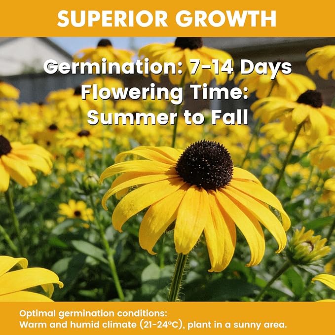 120,000+ Black Eyed Susan Seeds for Planting, Wildflower Seeds for Pollinator Gardens Planting, Non-GMO Heirloom Flower Seeds to Plant Outside & Inside, Borders, Containers, Rudbeckia hirta