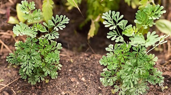 Rue 150 Seeds (Ruta Graveolens) Heirloom - Non GMO - Open Pollinated