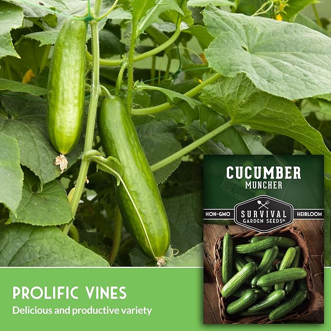 Muncher Cucumber Seeds for Planting | Burpless Variety with Smooth Skin for Snacking or Slicing – Survival Garden Seeds (3 Packs)